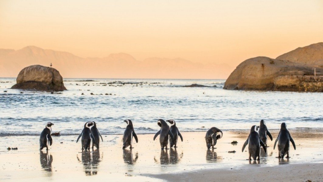 Boulders Beach : le paradis des manchots en Afrique du Sud
