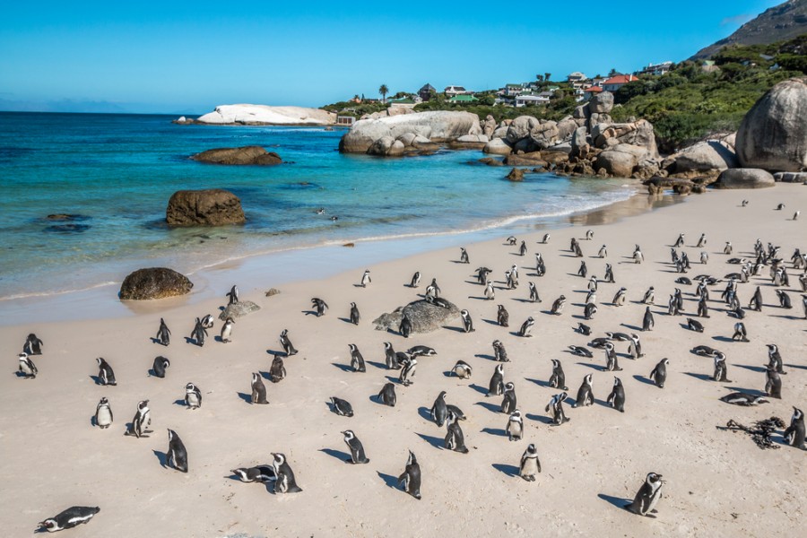 Est-ce qu'il y a des pingouins en Afrique du Sud ?