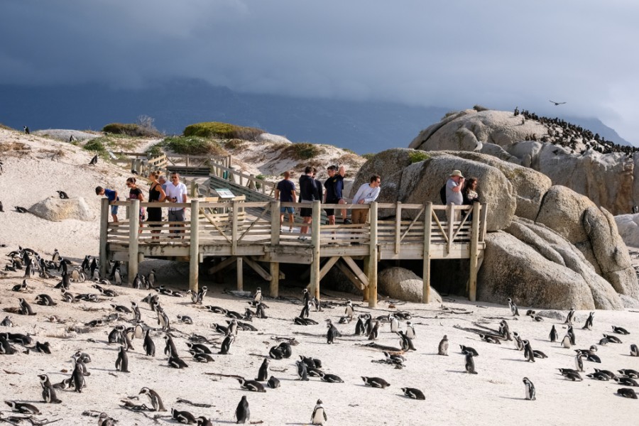 Quelle est la meilleure période de l'année pour visiter Boulders Beach et voir les manchots ?