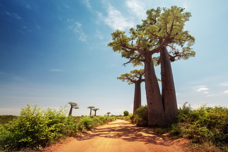 Quelle est la particularité de Madagascar ?