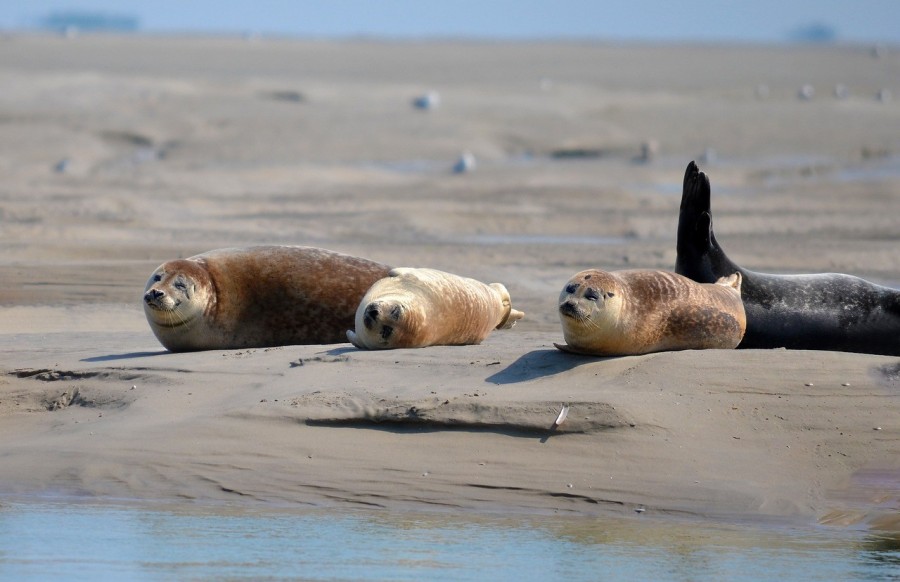 Quelles activités peut-on faire en baie de Somme en 3 jours ?