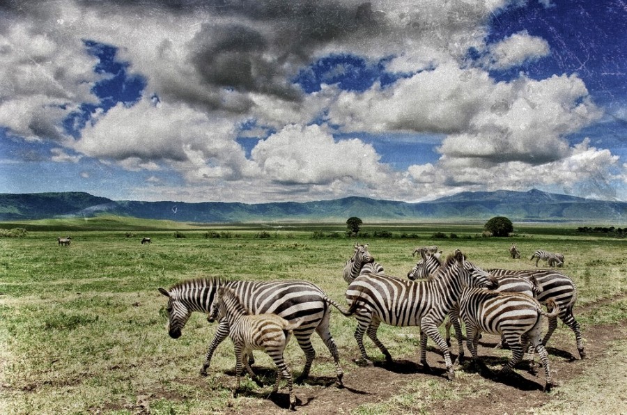 Quels animaux au Ngorongoro ?
