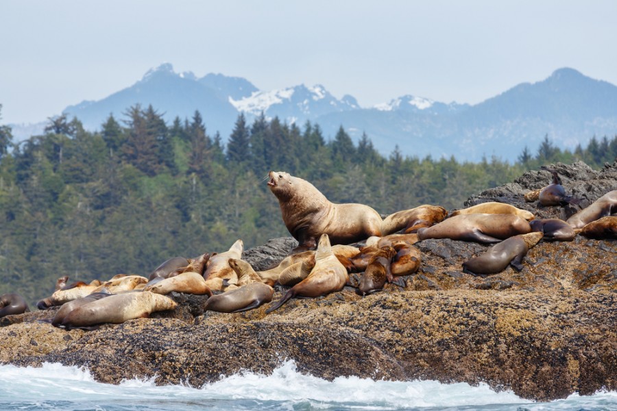 Quels sont les principaux attraits touristiques de l'île de Vancouver ?