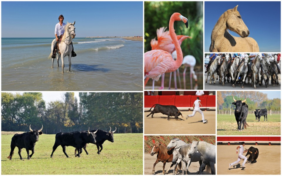 Visiter la Camargue: les choses à faire et à voir pendant son séjour !